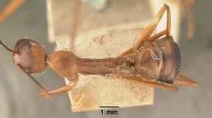 Camponotus maculatus casent0101339 dorsal 1.jpg