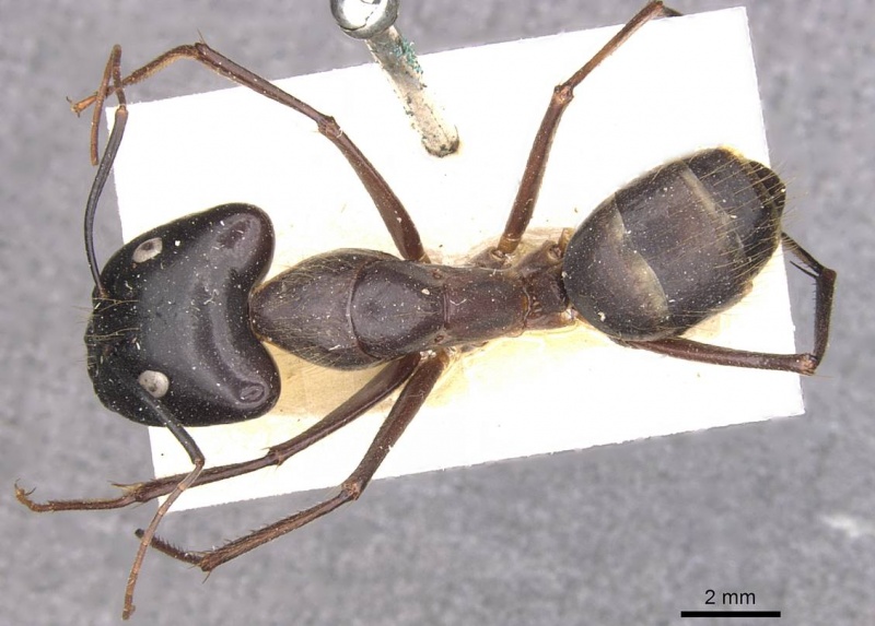 File:Camponotus pompeius casent0910074 d 1 high.jpg