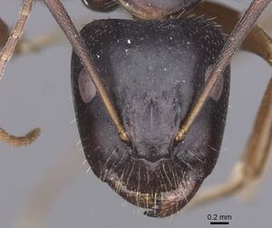 Camponotus sannini casent0913798 h 1 high.jpg