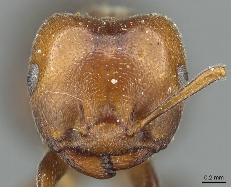 File:Crematogaster libengensis casent0912807 h 1 high.jpg