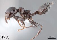 Crematogaster pia 33a.jpg