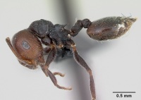 Crematogaster scutellaris casent0173120 profile 1.jpg