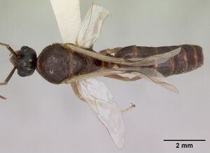 Formica nitidiventris casent0172882 dorsal 1.jpg