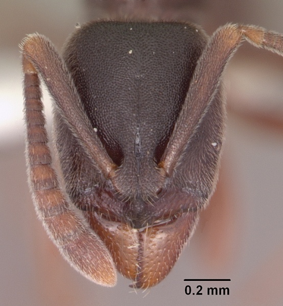 File:Hypoponera transvaalensis sam-hym-c000707a head 1.jpg