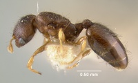 MCZ-ENT00020776 Pheidole emersoni hal.jpg