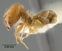 MCZ-ENT00022814 Pheidole kingi subsp torpescens hal.jpg