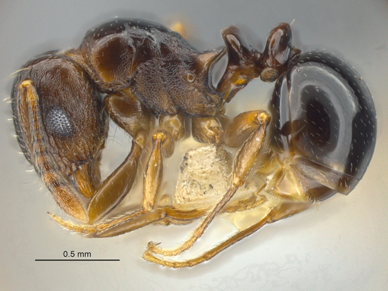 File:MCZ-ENT00512530 Tetramorium humbloti hal 6-3.jpg