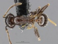 Mcz-ent00668256 Pheidole soritis had.jpg