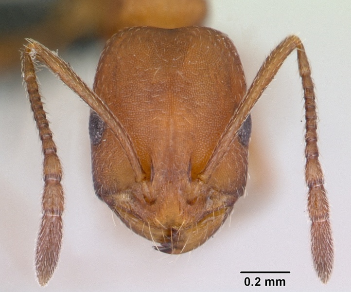 File:Monomorium bicolor casent0073615 head 1.jpg