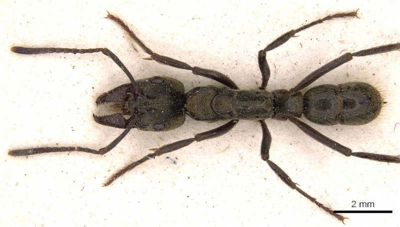 File:Pachycondyla theresiae casent0907241 d 1 high.jpg