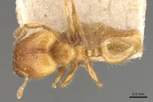 Pheidole elisae casent0907973 d 1 high.jpg