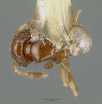 Pheidole sexdentata castype06948 dorsal 1.jpg