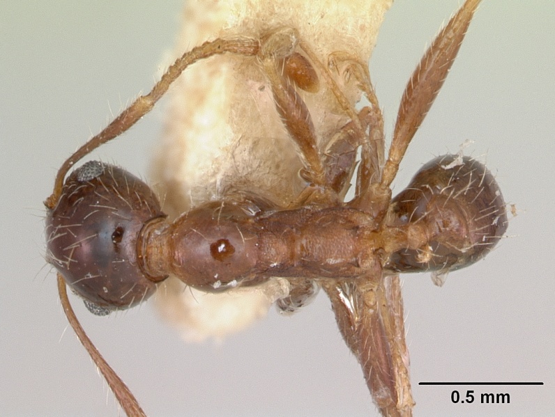 File:Pheidole voeltzkowii casent0173013 dorsal 1.jpg