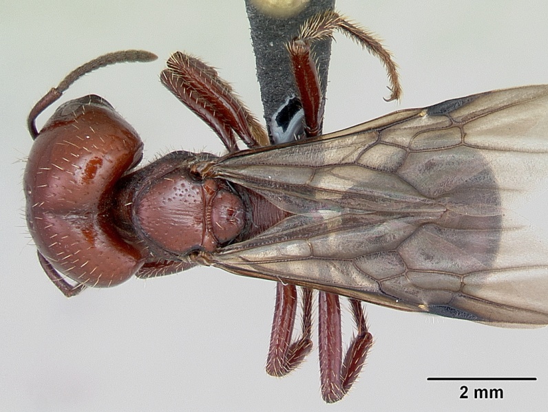 File:Pogonomyrmex coarctatus casent0172633 dorsal 1.jpg