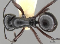 Polyrhachis emeryana casent0906791 d 1 high.jpg