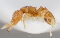 Strumigenys emmae casent0005894 profile 1.jpg