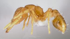 Strumigenys levana casent0005572 profile 1.jpg