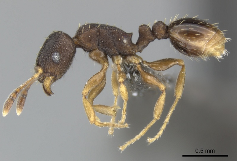 File:Tetramorium bothae casent0249011 p 1 high.jpg