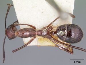 Camponotus imitator casent0104647 dorsal 1.jpg