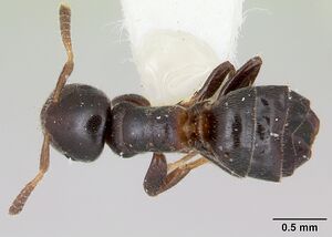 Cladomyrma petalae casent0173897 dorsal 1.jpg