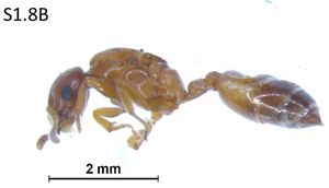 Crematogaster roslihashimi F1.8B.jpg