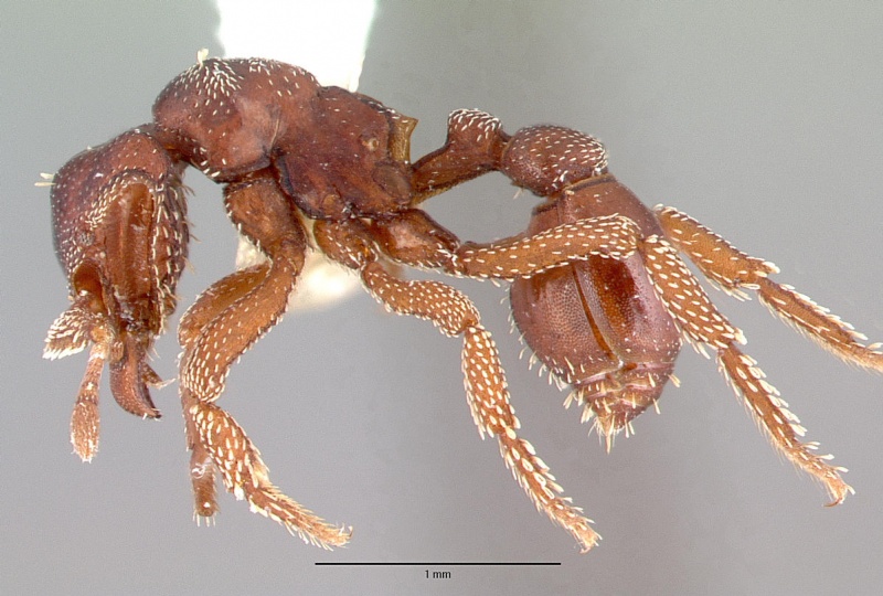 File:Eurhopalothrix procera casent0010658 profile 1.jpg