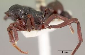 Eutetramorium mocquerysi casent0102075 profile 1.jpg