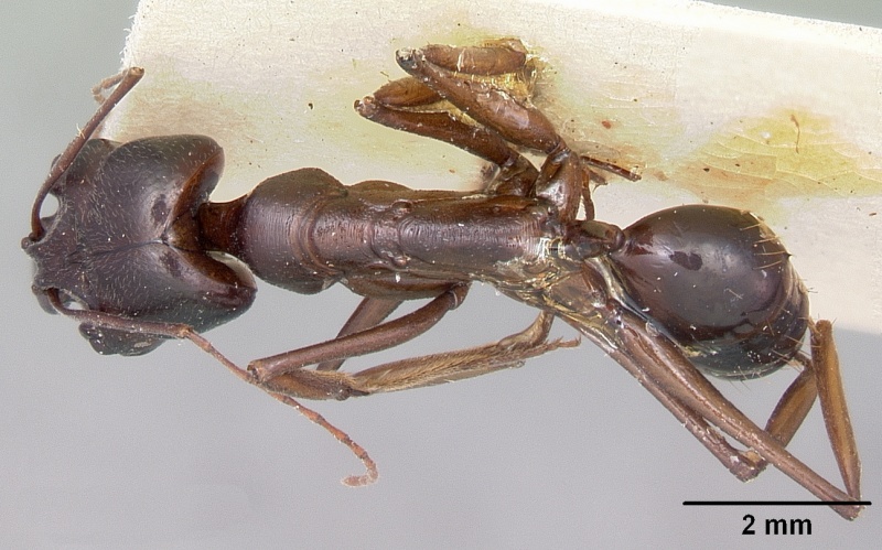 File:Odontomachus assiniensis casent0104656 dorsal 1.jpg