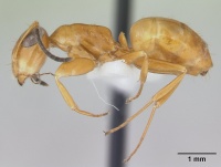 Opisthopsis manni casent0178501 profile 1.jpg