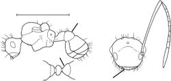 Pheidole acutidens Wilson 2003.jpg