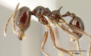 Pheidole ajax inbiocri001280413 profile 1.jpg