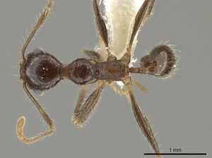 Pheidole indagarama INBIOCRI002281912 d.jpg