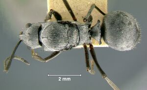 Polyrhachis-dianaQD1.6x.jpg