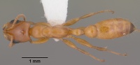 Pseudomyrmex apache casent0102906 dorsal 1.jpg