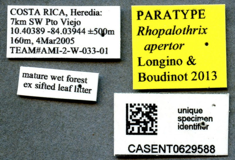 File:Rhopalothrix apertor casent0629588 l 1 high.jpg