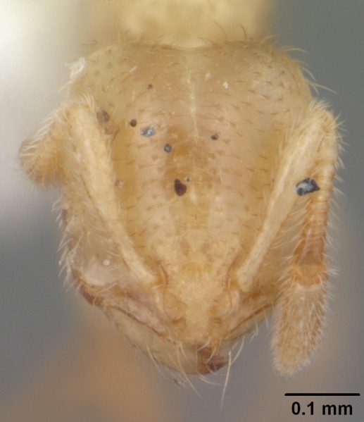 File:Solenopsis pergandei casent0104506 head 1.jpg