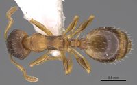 Temnothorax angulinodis casent0914688 d 1 high.jpg