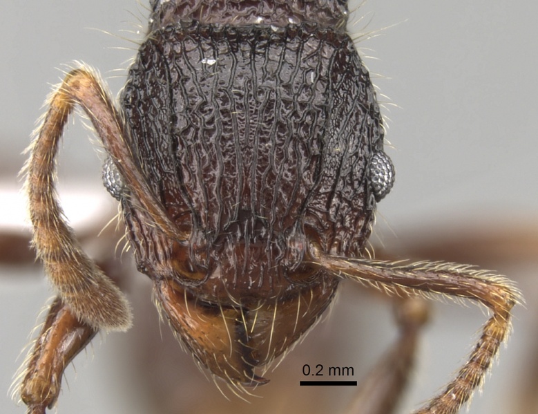 File:Tetramorium adamsi casent0247345 h 1 high.jpg