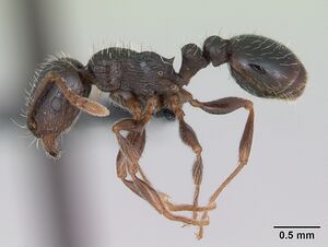 Tetramorium caespitum casent0173203 profile 1.jpg