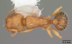 Tetramorium caldarium casent0102738 dorsal 1.jpg