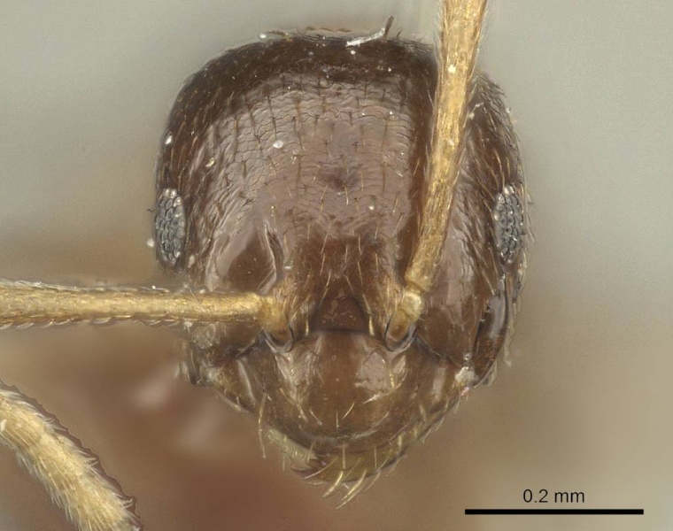 File:Brachymyrmex admotus casent0915730 h 1 high.jpg