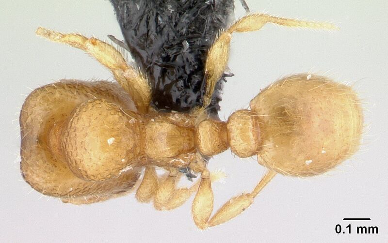 File:Carebara betsi Holotype worker casent0479444 d.jpg