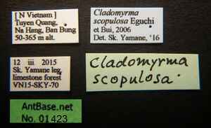 Cladomyrma-scopulosa-queen-label-normal.jpg