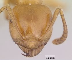 Lasius creightoni casent0104879 head 1.jpg