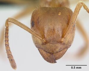 Lasius umbratus casent0172706 head 1.jpg