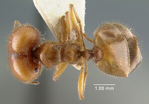 MCZ-ENT00020719 Pheidole militicida had.jpg