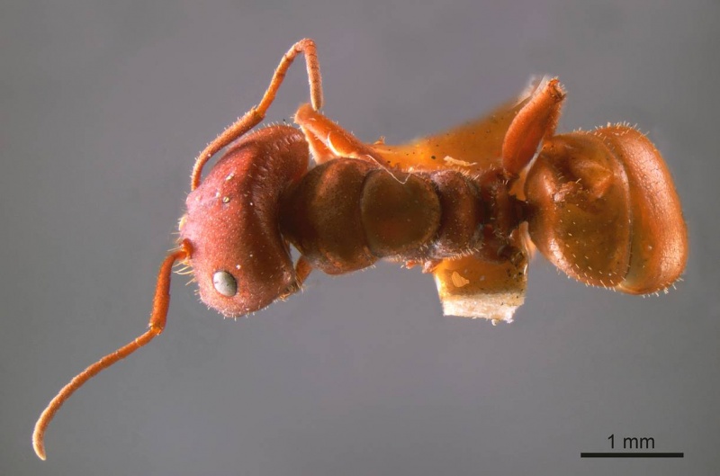 File:Melophorus fulvihirtus antweb1008200 d 1 high.jpg