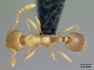 Monomorium sechellense casent0033849 dorsal 1.jpg