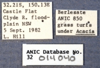 Nylanderia tasmaniensis ANIC32-014040 labels-Antwiki.jpg
