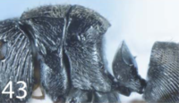 Polyrhachis sulcifera P.png